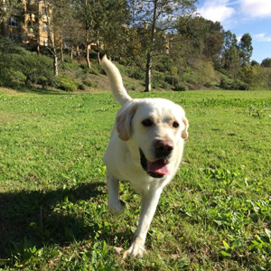 Pippa