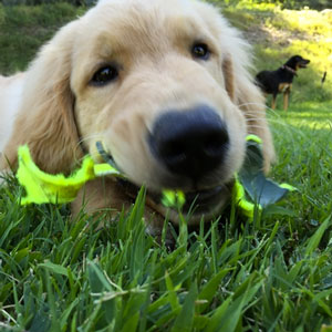 Bentley