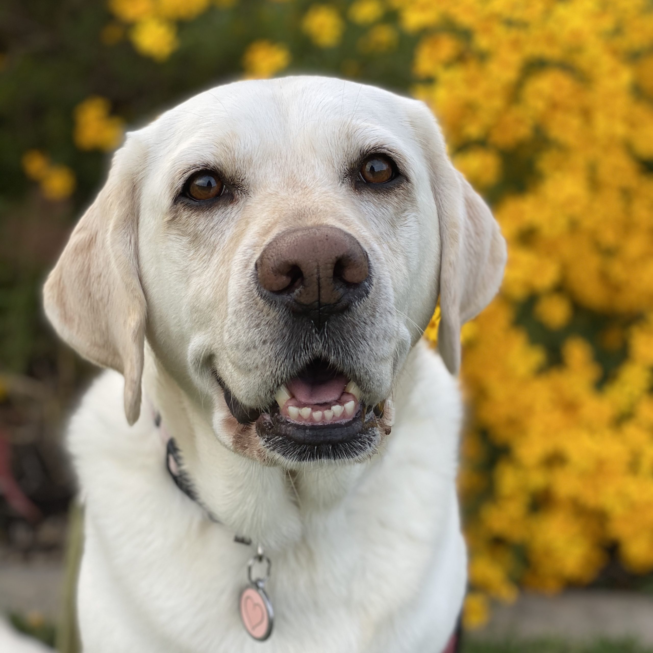 Ellie