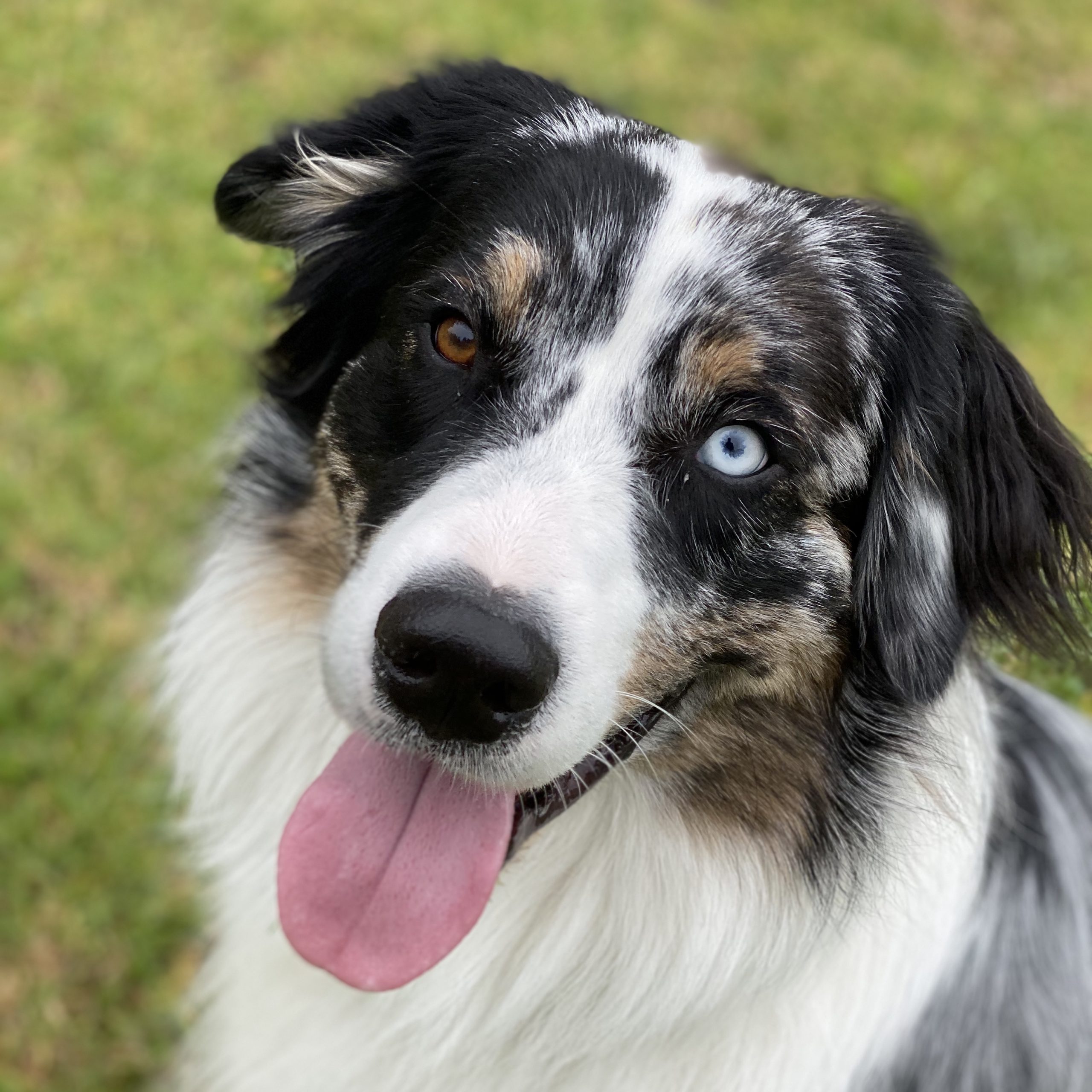 Koda