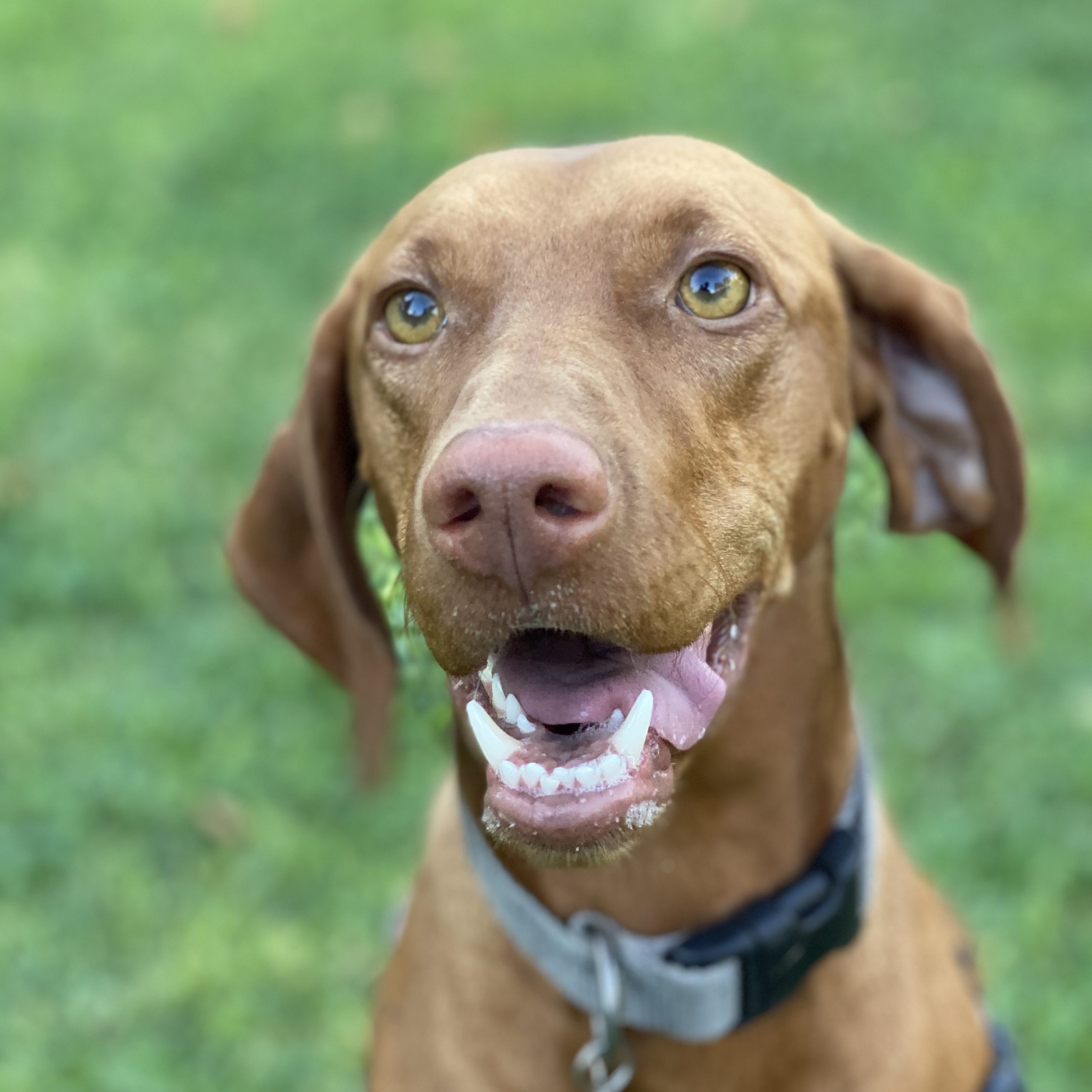 Macie